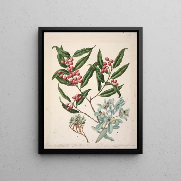 Sarah Featon - Exorcarpus bidwillii Black Maire santalum cunninghamii Euphorbia glauca.webp