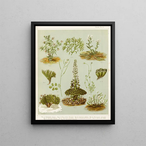 Fig 1 Cardamine hirsuta Fig 2 Braya de Nouvelle-Zélande Fig 3 Lepidium incisum Fig 4 Notothalspi rosulatum Planche 6 - Sarah Featon — gerahmtes Bild an der Wand