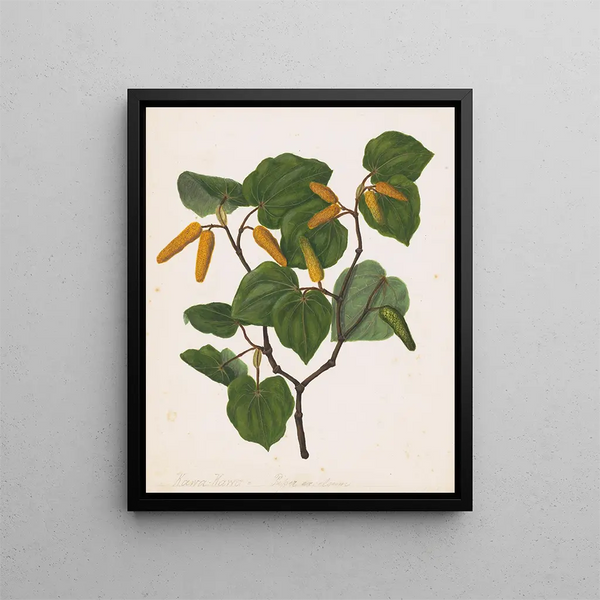 Kawa kawa Macropiper excelsum - Sarah Featon — gerahmtes Bild an der Wand