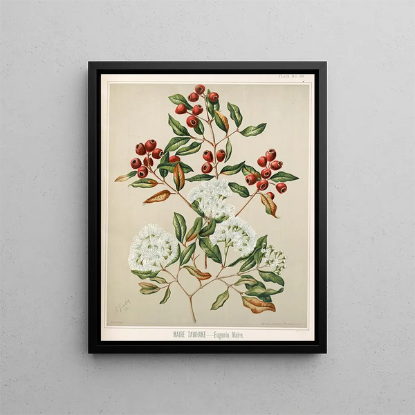 Sarah Featon - Maire Tawhake Eugenia maire Plate 39.webp
