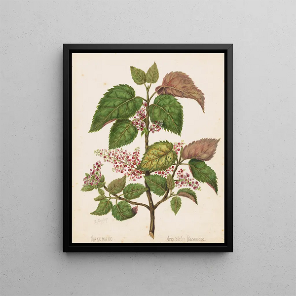 Makomako Aristotelia racemosa - Sarah Featon — gerahmtes Bild an der Wand