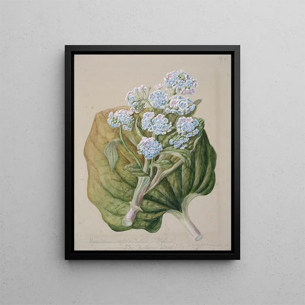 Myosotidium hortensia Myosotis der Chatham-Insel - Sarah Featon — gerahmtes Bild an der Wand