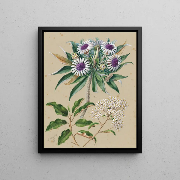 Gummierung für Vögel aus Schaf Olearia angustifolia Teteaweka Olearia fruticosa Akipirau - Sarah Featon — gerahmtes Bild an der Wand