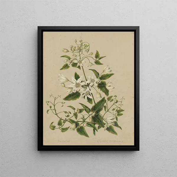 Pikiarero Clematis hexasepala - Sarah Featon — gerahmtes Bild an der Wand