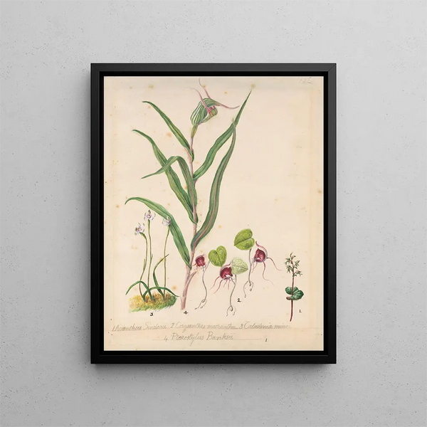 Orchidee Elfenschleier Acianthus sinclairii Orchidee Spinnen Corybas macranthus Caladenia minor Tutukiwi Orchidee Greenhood Pterostylis banksii - Sarah Featon — gerahmtes Bild an der Wand
