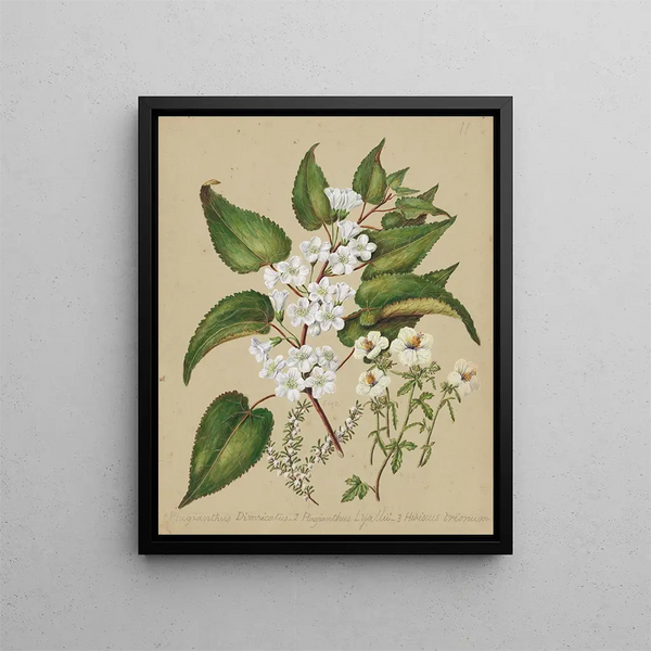 Plagianthus divaricatus Plagianthus lyallii Hibiscus trionum - Sarah Featon — gerahmtes Bild an der Wand