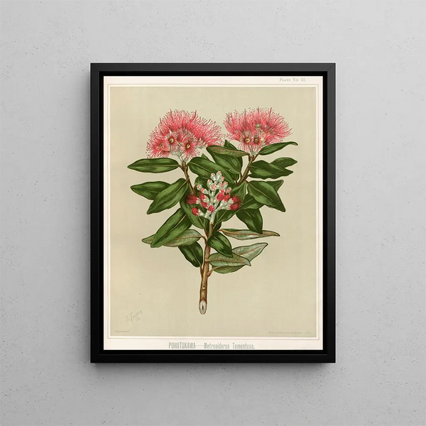 Pohutukawa Metrosideros tomentosa, Planche 37 - Sarah Featon — gerahmtes Bild an der Wand