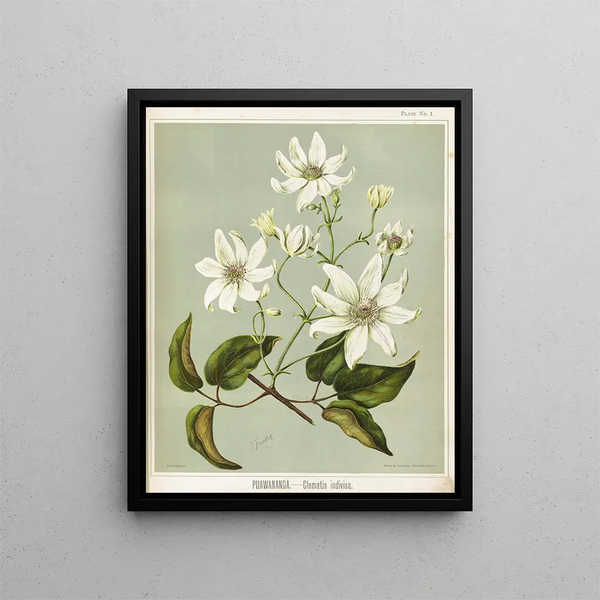 Puawananga Clematis indivisa, Planche 1 - Sarah Featon — gerahmtes Bild an der Wand