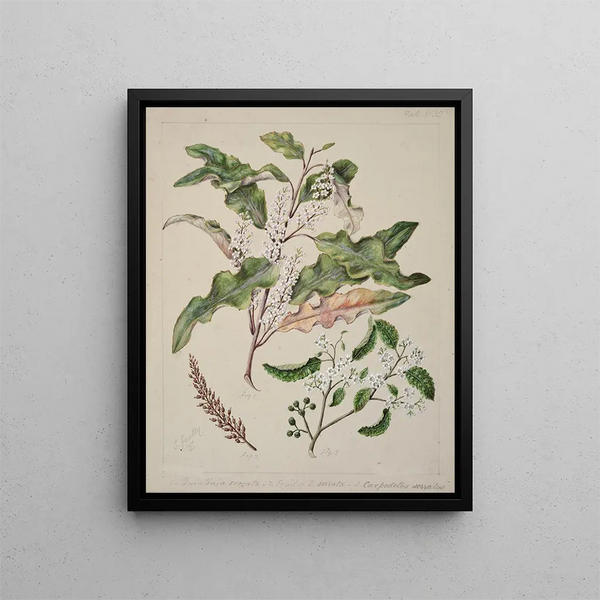 Quintinia serrata Carpodetus serratus - Sarah Featon — gerahmtes Bild an der Wand