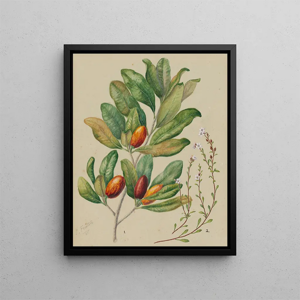 Samolus repens Pouteria costata - Sarah Featon — gerahmtes Bild an der Wand
