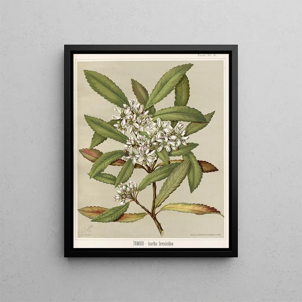 Tawari Ixerba brexioides, Planche 31 - Sarah Featon — gerahmtes Bild an der Wand