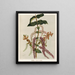 Tupakihi Coriaria ruscifolia, Planche 25 - Sarah Featon — gerahmtes Bild an der Wand