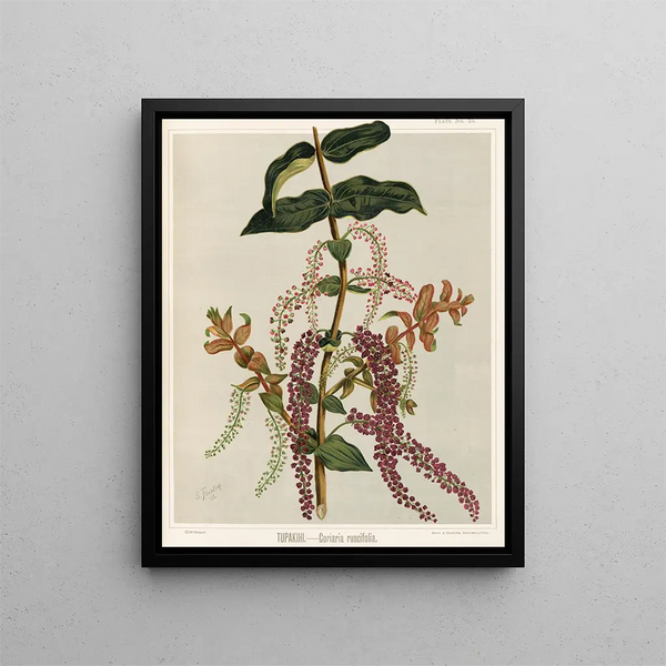 Tupakihi Coriaria ruscifolia, Planche 25 - Sarah Featon — gerahmtes Bild an der Wand