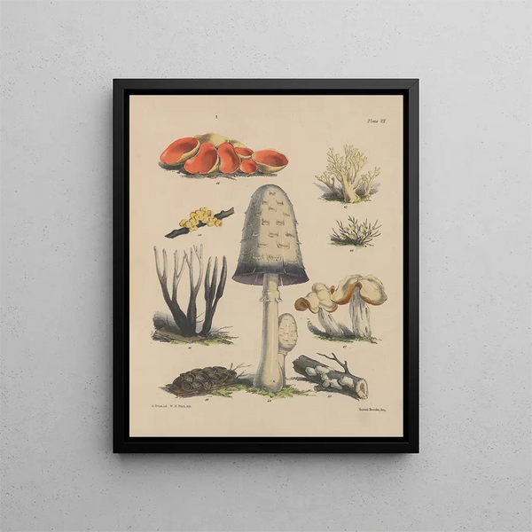 Sarah Price - Illustrations of the fungi of our fields and woods Pl07.webp