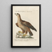 Ornithologie methodisch angeordnet Pl002 - Saverio Manetti — gerahmtes Bild an der Wand