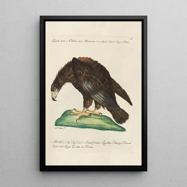 Ornithologie methodisch angeordnet Pl003 - Saverio Manetti — gerahmtes Bild an der Wand