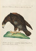 Ornithologie methodisch angeordnet Pl003 - Saverio Manetti — Ansicht des Kunstwerks