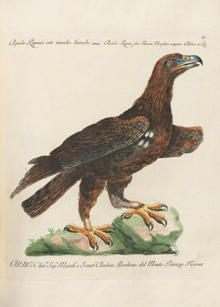 Saverio Manetti - Ornithologia methodice digesta Pl004.webp