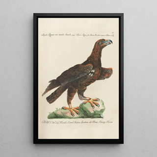 Saverio Manetti - Ornithologia methodice digesta Pl004.webp