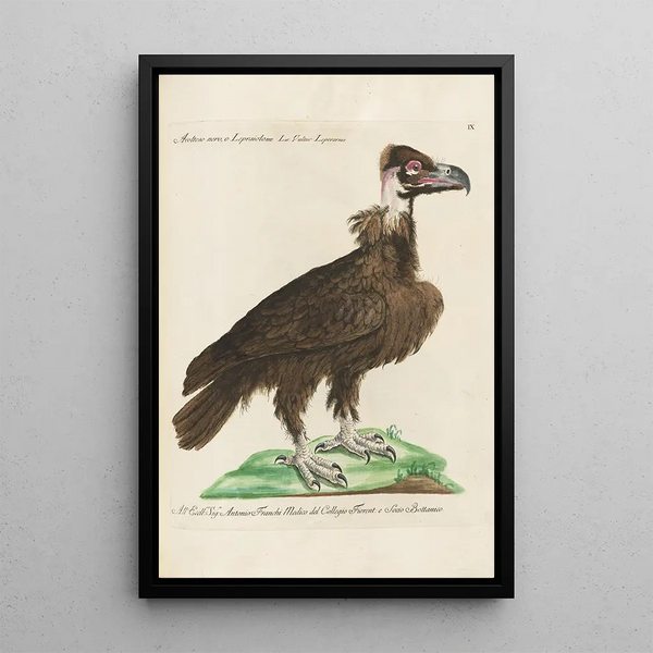 Ornithologie methodisch angeordnet Pl009 - Saverio Manetti — gerahmtes Bild an der Wand