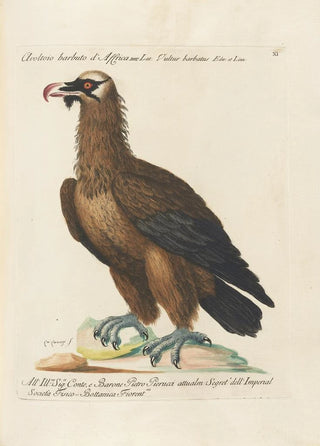 Saverio Manetti - Ornithologia methodice digesta Pl011.webp