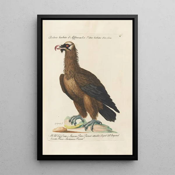 Ornithologie methodisch angeordnet Pl011 - Saverio Manetti — gerahmtes Bild an der Wand