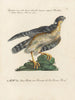 Ornithologie methodisch verdaut Pl020 - Saverio Manetti — Ansicht des Kunstwerks
