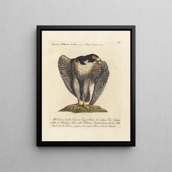 Ornithologie methodisch verarbeiteter Gemälde Pl023 - Saverio Manetti — gerahmtes Bild an der Wand