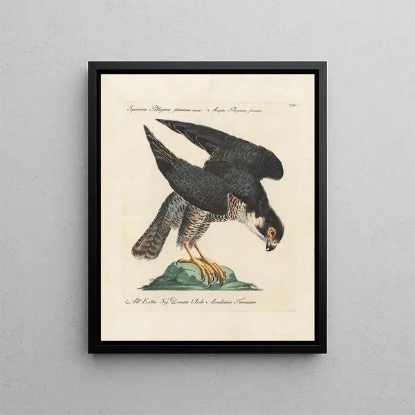 Ornithologie methodisch verdaut Pl024 - Saverio Manetti — gerahmtes Bild an der Wand