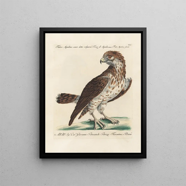 Ornithologie methodisch verdaut Pl041 - Saverio Manetti — gerahmtes Bild an der Wand