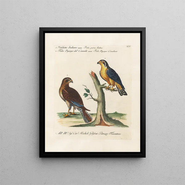 Ornithologie methodisch verdaut Pl044 - Saverio Manetti — gerahmtes Bild an der Wand