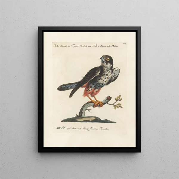 Saverio Manetti - Ornithologia methodice digesta Pl045.webp