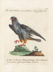 Ornithologie methodisch verdaut Pl046 - Saverio Manetti — Ansicht des Kunstwerks
