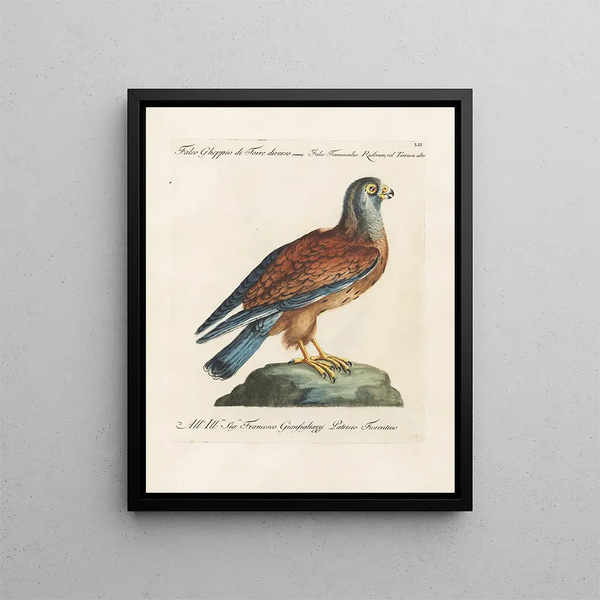 Ornithologie methodisch verdaut Pl052 - Saverio Manetti — gerahmtes Bild an der Wand