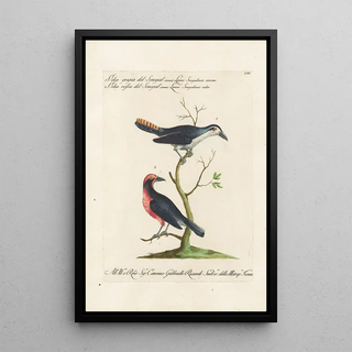 Saverio Manetti - Ornithologia methodice digesta Pl061.webp