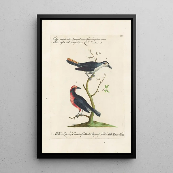 Ornithologie methodisch angeordnet Pl061 - Saverio Manetti — gerahmtes Bild an der Wand