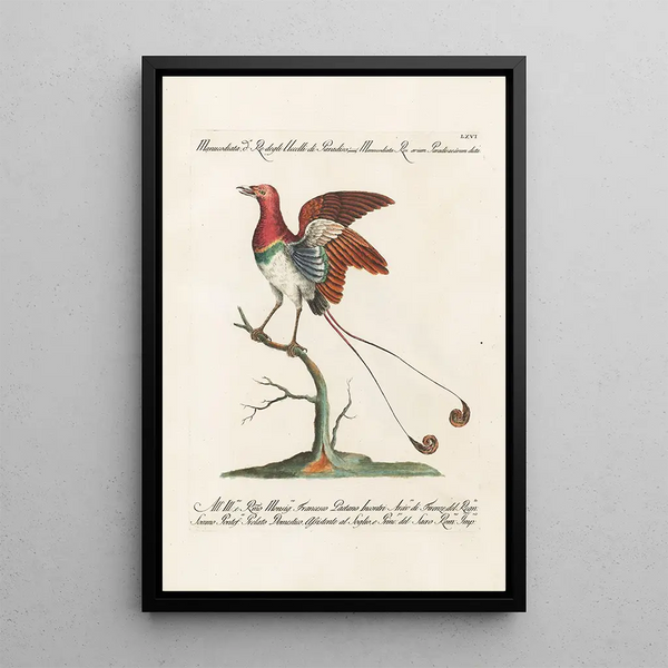 Ornithologie methodisch angeordnet Pl066 - Saverio Manetti — gerahmtes Bild an der Wand