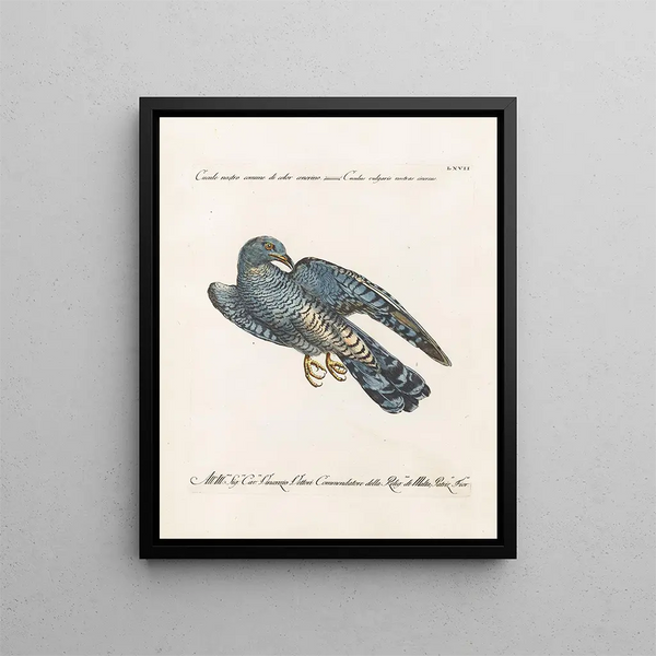 Ornithologie methodisch verdaut Pl067 - Saverio Manetti — gerahmtes Bild an der Wand