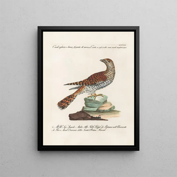 Ornithologie methodisch verdaut Pl068 - Saverio Manetti — gerahmtes Bild an der Wand