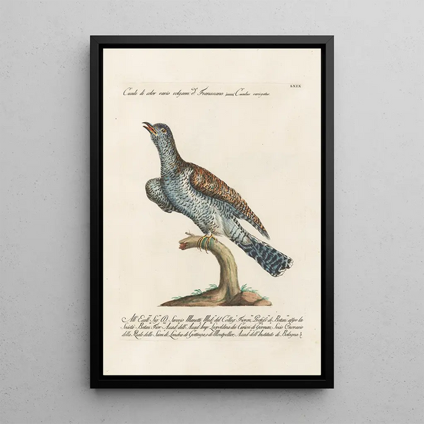 Ornithologie methodisch angeordnet Pl069 - Saverio Manetti — gerahmtes Bild an der Wand