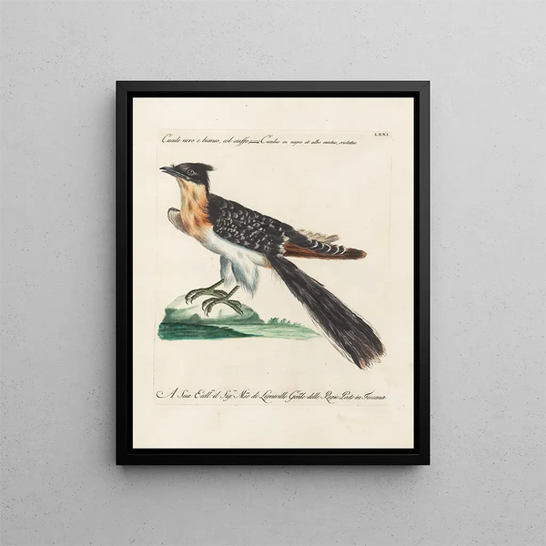 Ornithologie methodisch verdaut Pl071 - Saverio Manetti — gerahmtes Bild an der Wand