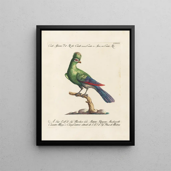 Ornithologie methodisch verdaute Gemälde Pl073 - Saverio Manetti — gerahmtes Bild an der Wand