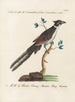 Ornithologie methodisch verdaut Pl074 - Saverio Manetti — Ansicht des Kunstwerks