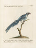 Ornithologie methodisch verdaut Pl080 - Saverio Manetti — Ansicht des Kunstwerks