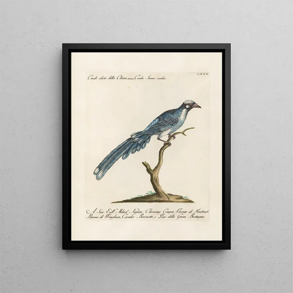 Ornithologie methodisch verdaut Pl080 - Saverio Manetti — gerahmtes Bild an der Wand