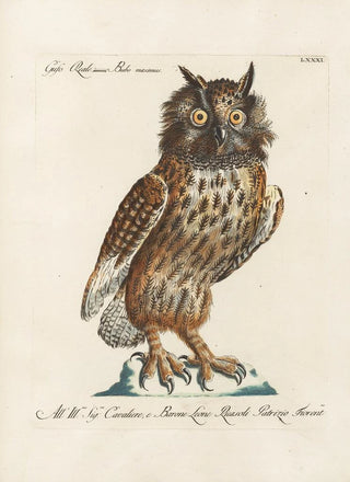 Saverio Manetti - Ornithologia methodice digesta Pl081.webp