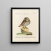 Ornithologie methodisch verdaut Pl087 - Saverio Manetti — gerahmtes Bild an der Wand