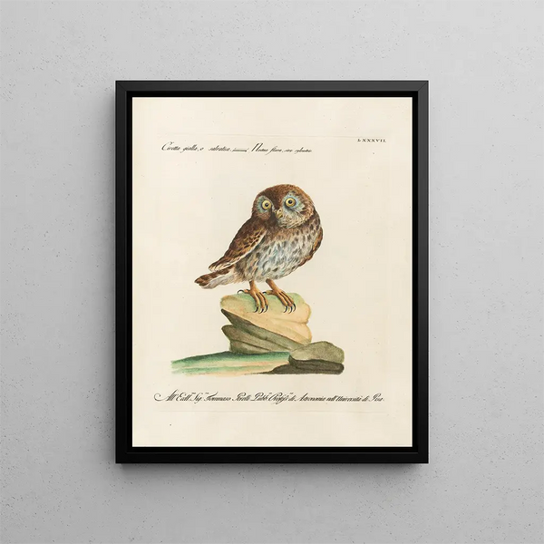 Ornithologie methodisch verdaut Pl087 - Saverio Manetti — gerahmtes Bild an der Wand