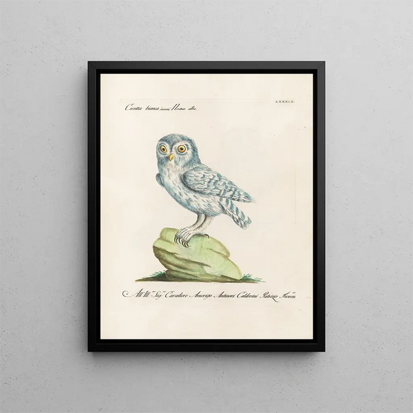 Ornithologie methodisch verdaut Pl089 - Saverio Manetti — gerahmtes Bild an der Wand