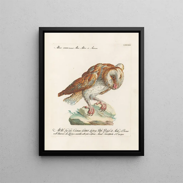 Ornithologie methodisch verdaut Pl091 - Saverio Manetti — gerahmtes Bild an der Wand